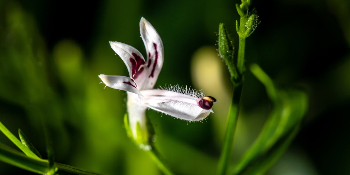 Andrographis (Andrographis paniculata) | NatroVital