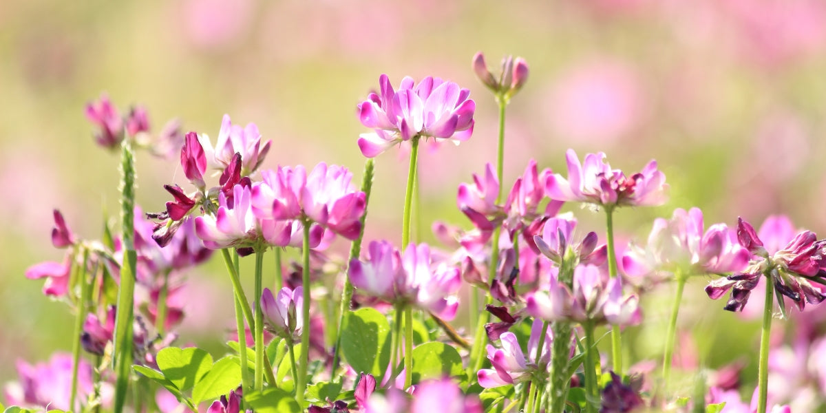 Astragalus (Astragalus membranaceus) | NatroVital