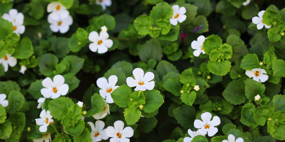 Bacopa or Brahmi (Bacopa monnieri) | NatroVital
