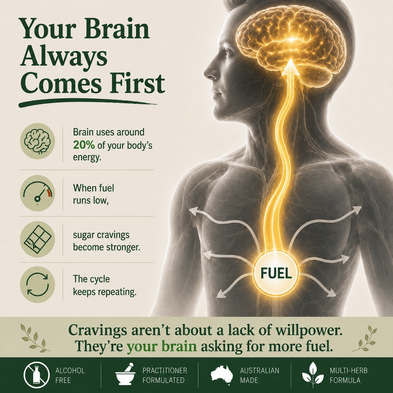 An informational wellness graphic with the headline 'Your Brain Always Comes First' and a semi-transparent human torso showing a glowing yellow brain and energy flow. Text lists brain energy use, low fuel cravings, and a cycle of craving.