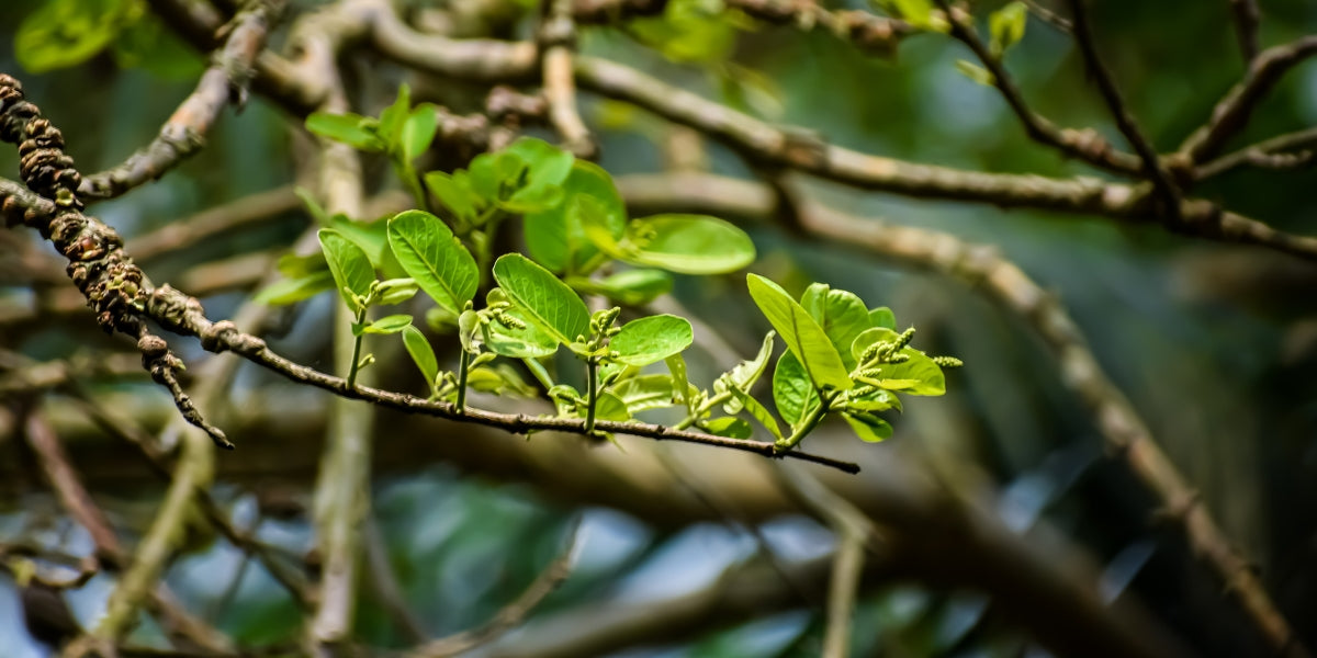 Arjuna - The Ancient Ayurvedic Heart Herb for Strength & Vitality -  NatroVital