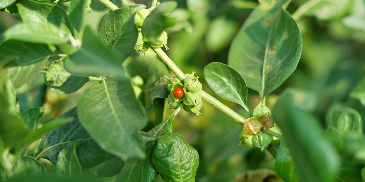 Ashwagandha (Withania somnifera) | NatroVital