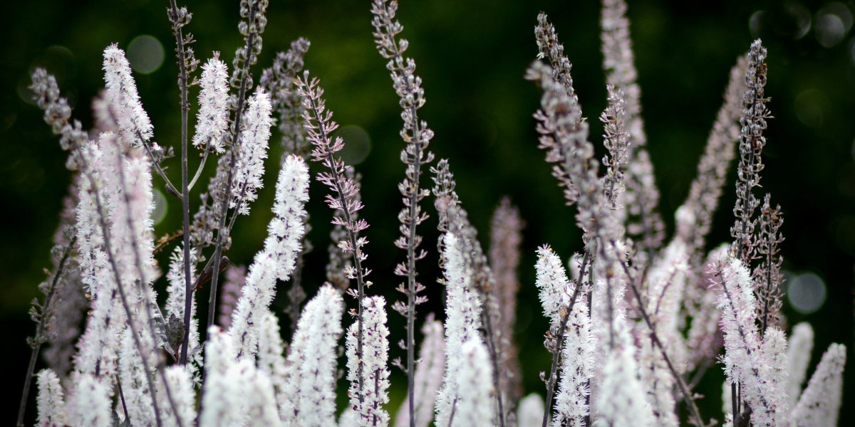 Black Cohosh (Actaea racemosa) | NatroVital