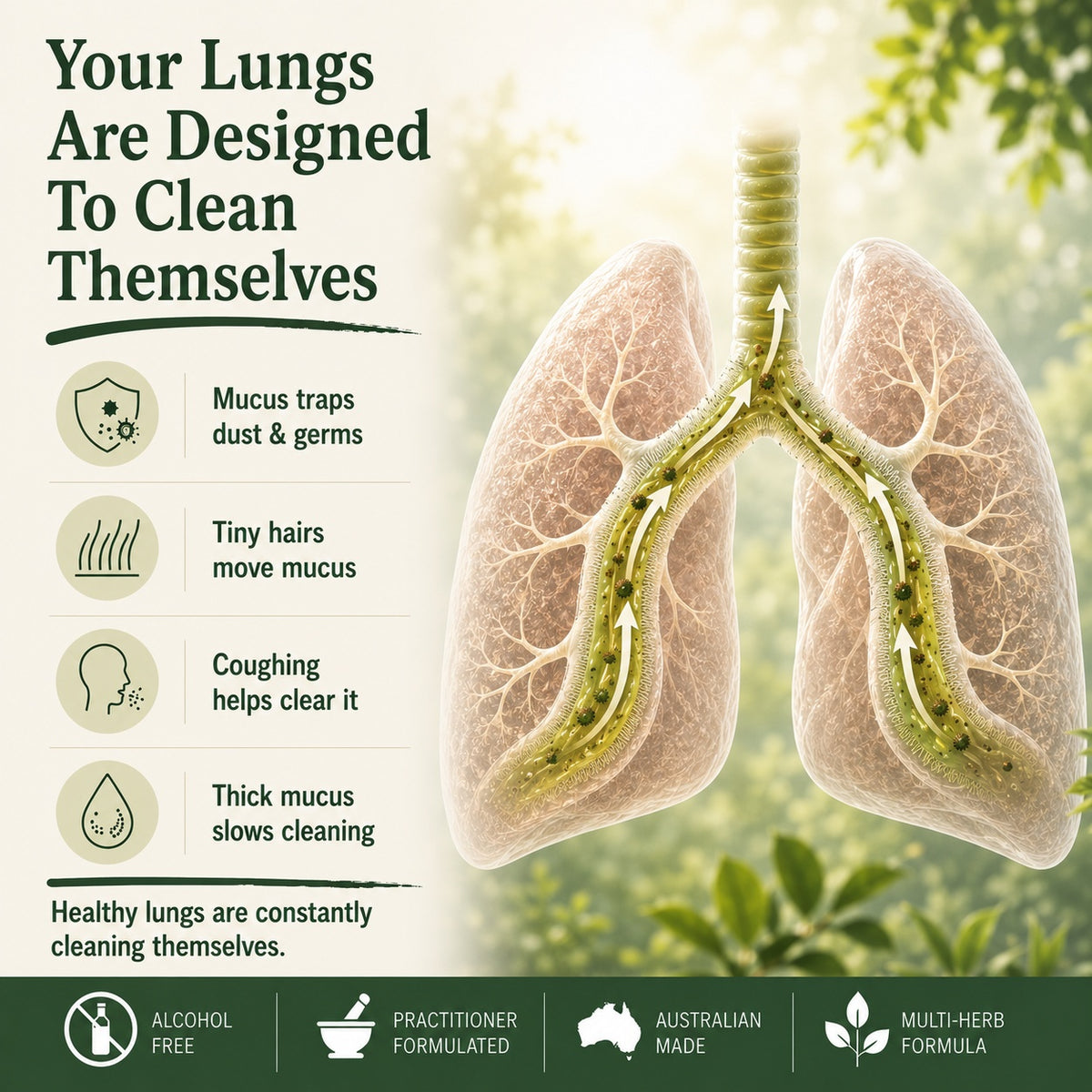 An informational graphic about lung health with a large semi-transparent illustration of human lungs on the right and text on the left explaining how lungs clean themselves. The design uses green and beige tones with icons for mucus trapping dust and germs, hair moving mucus, coughing clearing it, and thick mucus slowing cleaning.