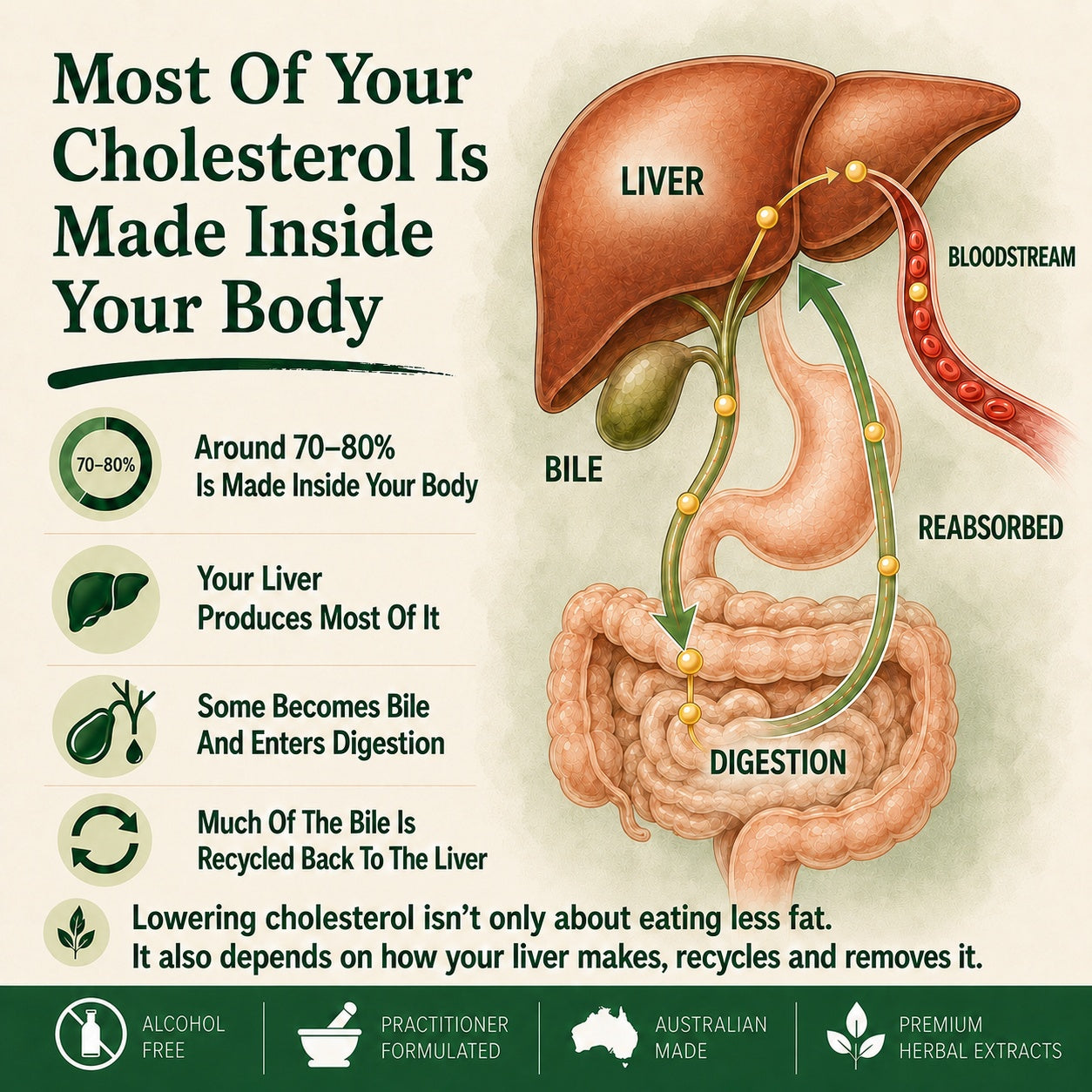 An educational infographic about cholesterol production inside the body, featuring a labeled anatomical diagram of the liver, bile, bloodstream, and digestive tract, with supporting text and feature icons.