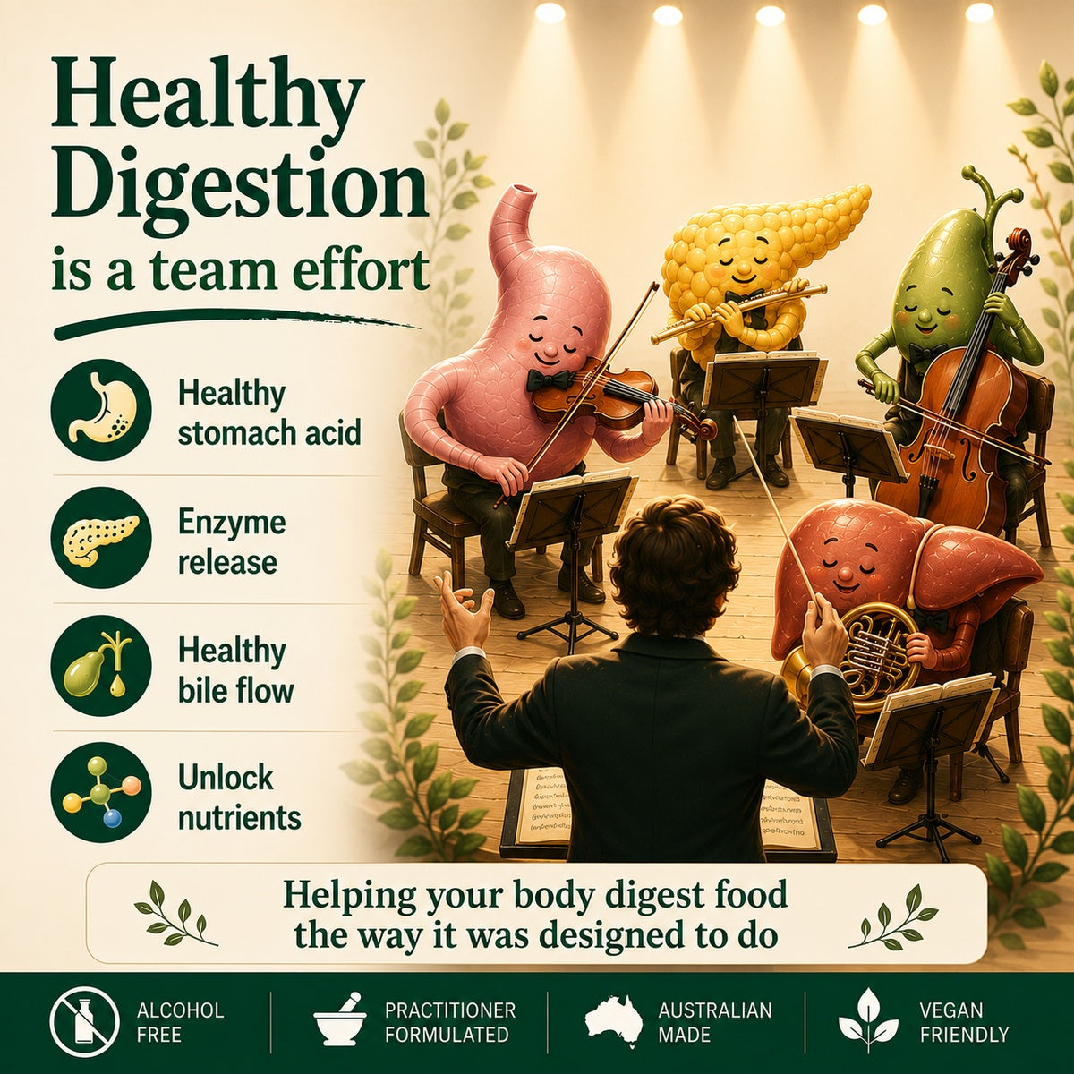 Illustration of digestive organs performing together as an orchestra to show how healthy digestion depends on stomach acid, digestive enzymes and bile working together to break down food and unlock nutrients.